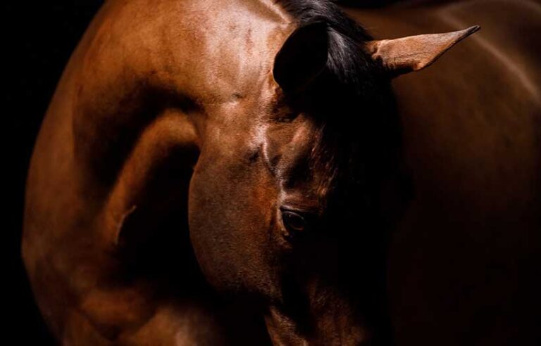 close up of horses ears, neck, and eyes