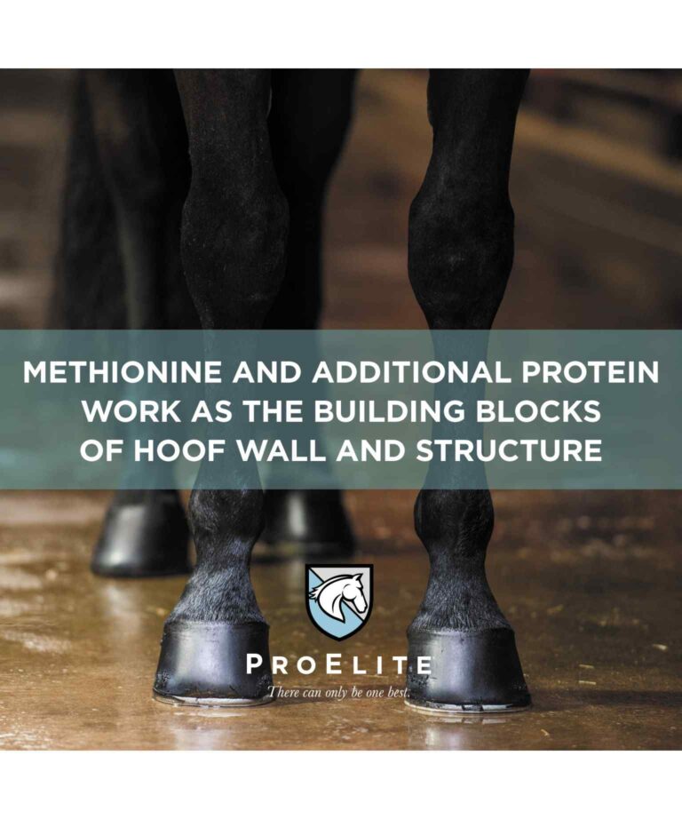 methionine and additional protein work as the building blocks of hoof wall and structure
