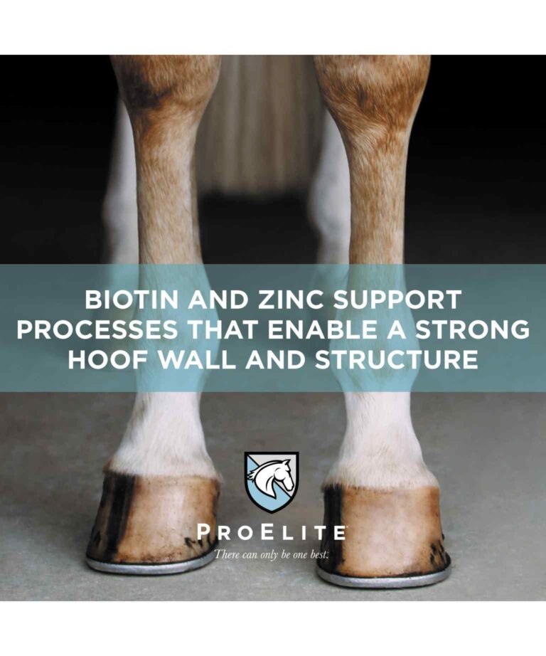 biotin and zinc support processes that enable a strong hoof wall and structure