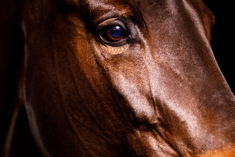 close up of horses eye