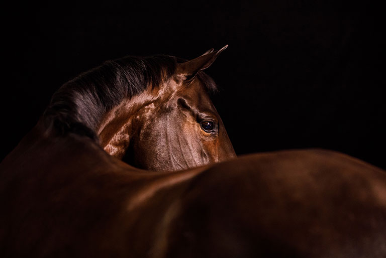 horse looking over shoulder