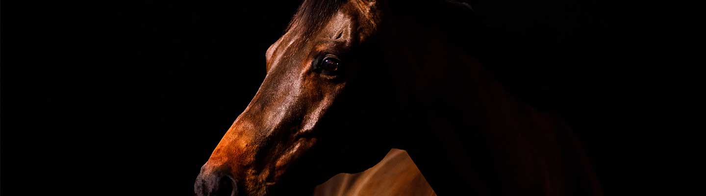 close up of horses nose and eye