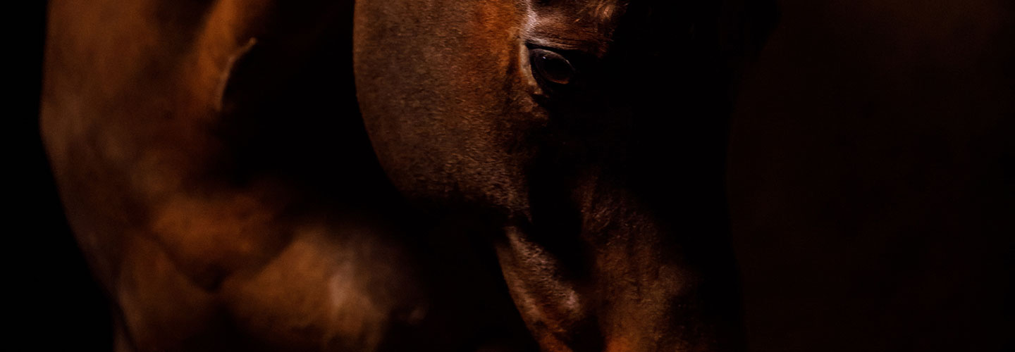 close up of horses eye and neck