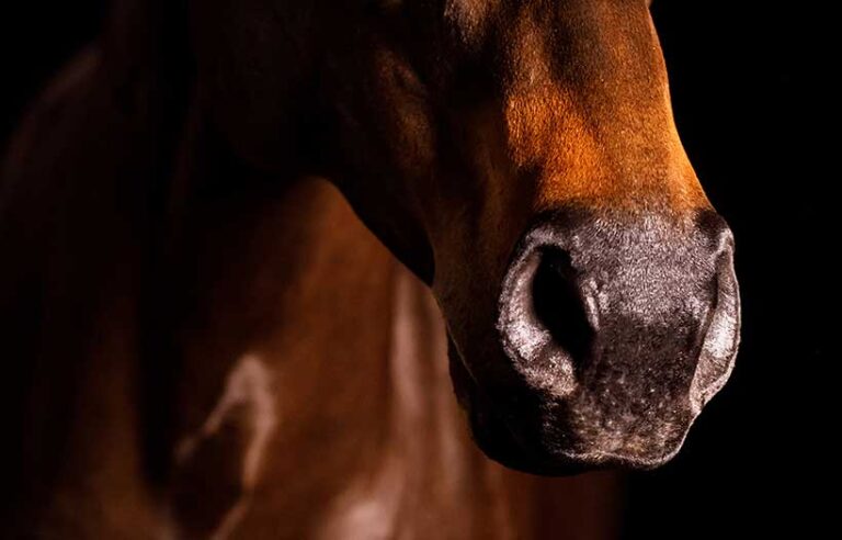 horses snout