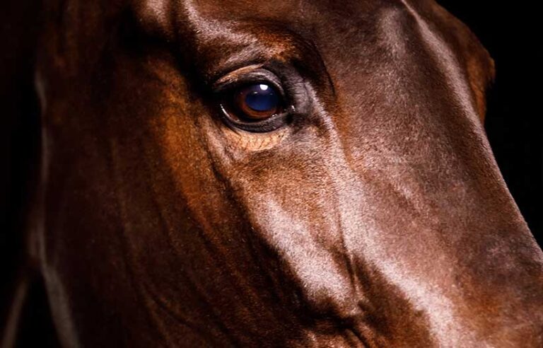 close up of horses eye