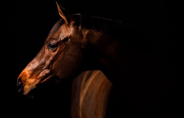 close up side angle of horses face