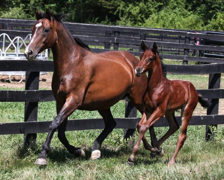 mare and foal trotting