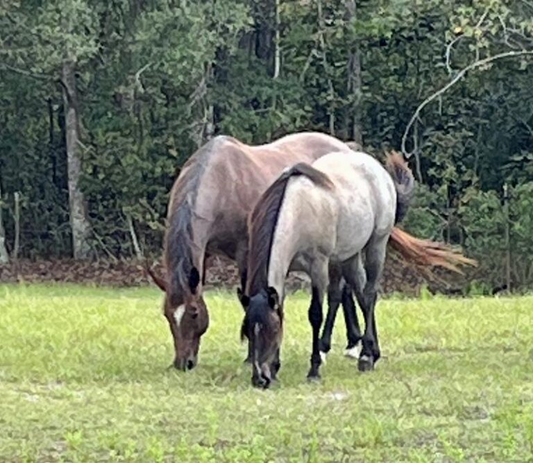 two horses eating grass