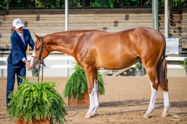 a show horse in an arena