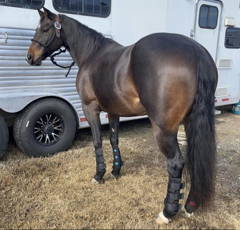 senior horse in front of a trailer