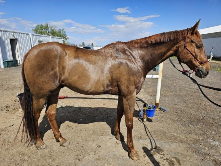 side of a brown horse