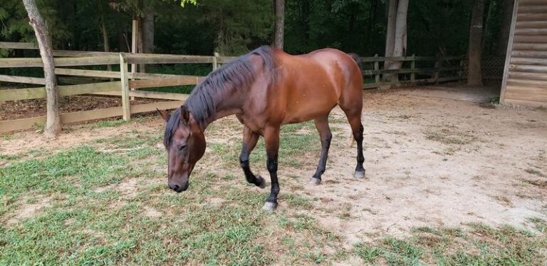 horse in pasture