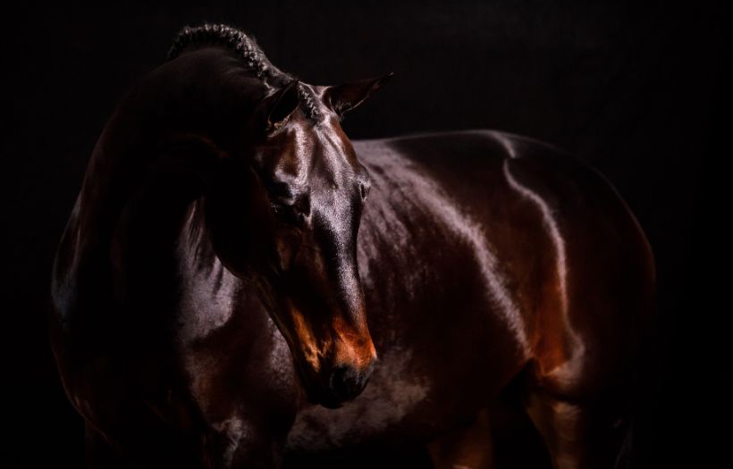 Nutrition for Easy Keepers