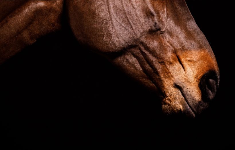 nutrition for foals weanlings and yearlings