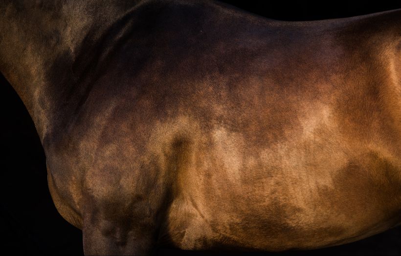 nutrition for horses gutbiome