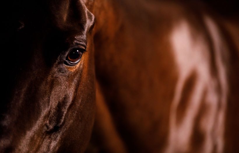 metabolic horses