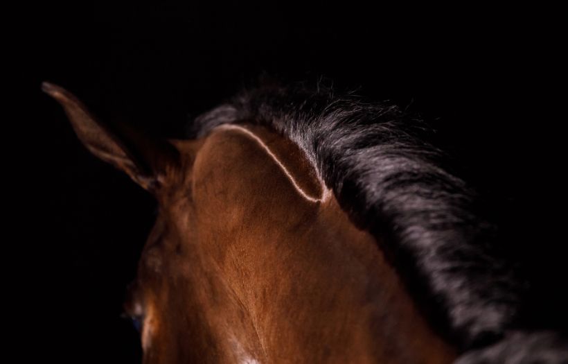 nutrition for pregnant and lactating mares