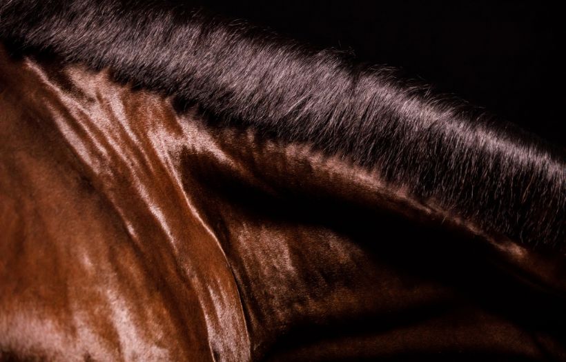 Healthy horse hair and coat