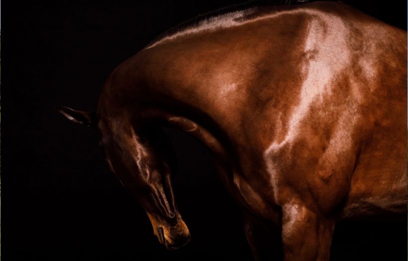 Brown horse looking towards belly, supported by ProElite feed for colic prevention and digestive health