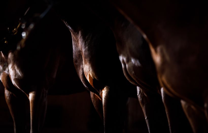 Horses in training barn, nourished with ProElite feed for digestive health and muscle development.