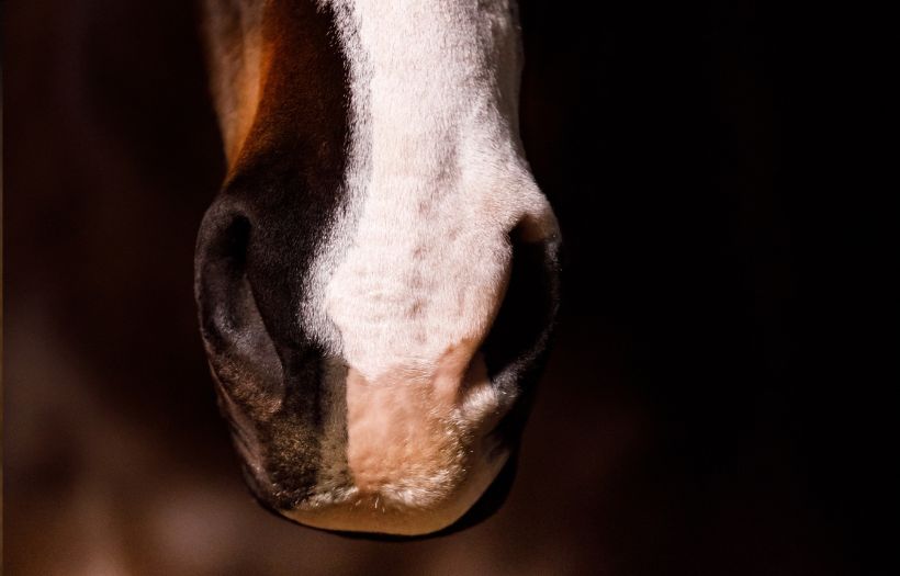Close-up of horse muzzle with white stripe, supported by ProElite feed for weight gain and body condition.