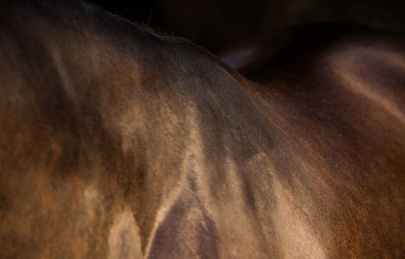 Horse with good muscling