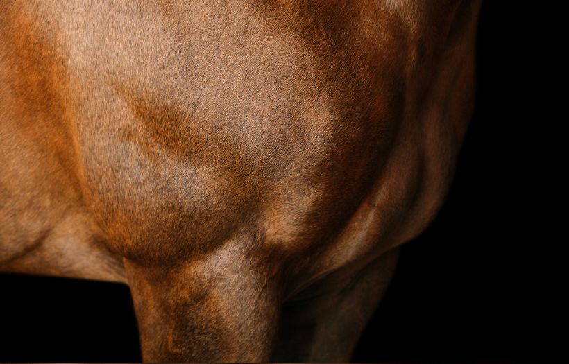 Muscled performance Horse